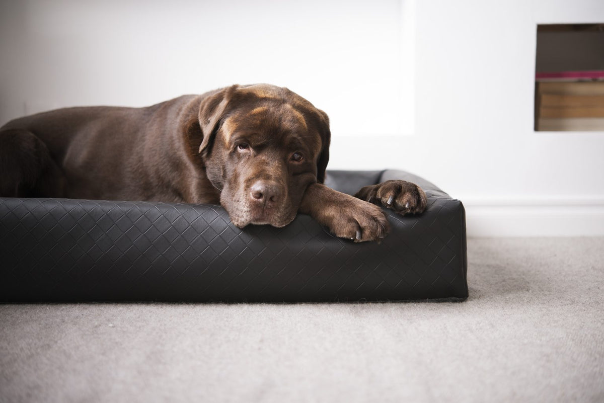 Bia Bed Original 7  Maat 100 x 120 cm. Kleur Square. Geschikt voor ondermeer wolfhond  en Duitse dog.

Buitenmaten 100 x 120 cm x 15 cm Slaapdeel: 80 x 100 cm
Dikte bodem: 5 cm