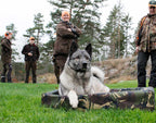 Bia Camo 7 – 100×120 cm

Voor gebruik binnen en buiten

Geschikt voor bijvoorbeeld Ierse wolfshonden en Duitse doggen.

Buitenafmetingen: 100 x 120 x 15 cm
Slaapoppervlak: 80 x 100 cm
Dikte bodem: 5 cm