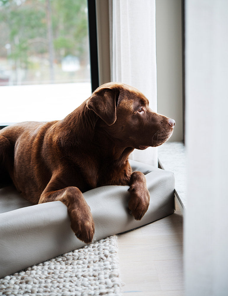 Bia Ortho 6 – 80×100 cm

Geschikt voor ondermeer Rottweiler en Herders

Buitenmaten: 80 x 100×15 cm
Slaap gedeelte: 60 x 80 cm
Dikte bodem: 5 cm