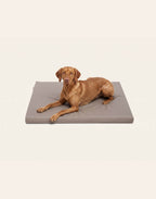 Bia Bed Mattress 105x66 cm (Crate Size)